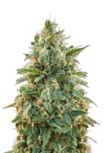Amnesia Feminized Marijuana Seeds