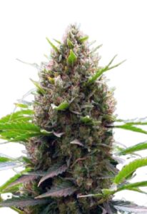 Amnesia Kush Feminized Marijuana Seeds