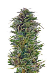 Amnesia Lemon Feminized Marijuana Seeds