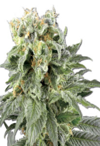 Angel OG Autoflower Marijuana Seeds