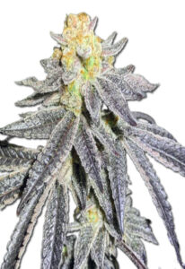 Animal Cookies Autoflower Marijuana Seeds
