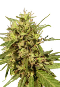 Auto CBD Fruit Marijuana Seeds (1:20)