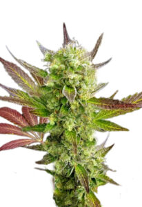 Auto CBD Girl Scout Cookies Marijuana Seeds