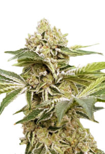 Auto CBDV Marijuana Seeds