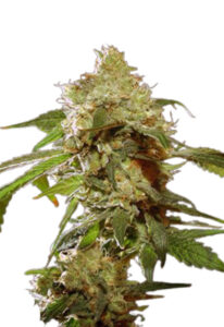 Auto CBDV Afghani Marijuana Seeds