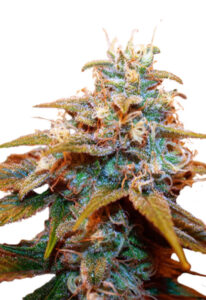 Auto CBDV Indica Marijuana Seeds