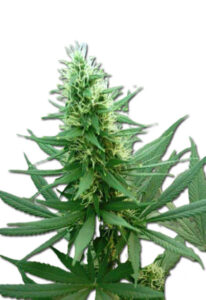 B-52 Feminized Marijuana Seeds