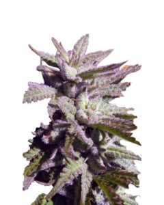 BC Hash Plant Regular Marijuana Seeds