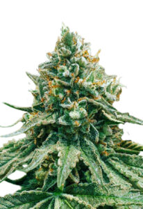 Baklava Fast Version Marijuana Seeds