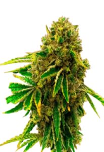 Banana Kush Feminized Marijuana Seeds