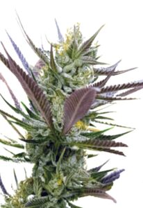 Banana Punch Feminized Marijuana Seeds