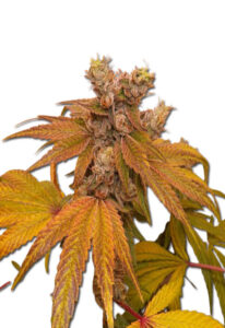 Banana Sundae Feminized Marijuana Seeds