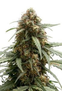 Berry Autoflower Marijuana Seeds
