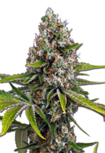 Black Cherry OG Feminized Marijuana Seeds