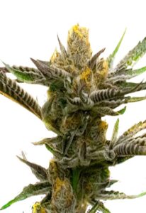 Black Demon OG Feminized Marijuana Seeds