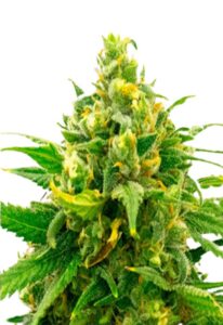 Black Domina Feminized Marijuana Seeds