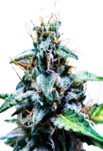 Black Haze Feminized Marijuana Seeds