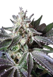 Black Cadillac Autoflower Marijuana Seeds