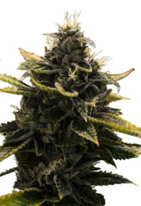 Black Widow Autoflower Marijuana Seeds