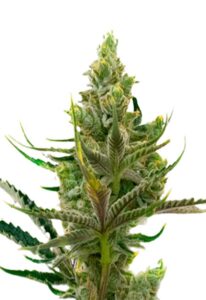 Black Widow Feminized Marijuana Seeds
