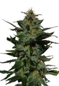 Blackberry Autoflower Marijuana Seeds