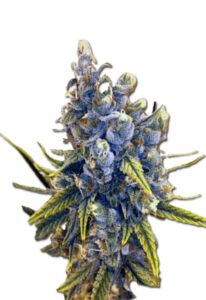 Blood Orange Kush Feminized Marijuana Seeds