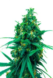 Blue Cheese Autoflower Marijuana Seeds