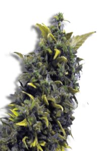 Blue Cheese Feminized Marijuana Seeds