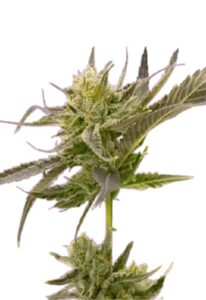Blue Fruit Autoflower Marijuana Seeds