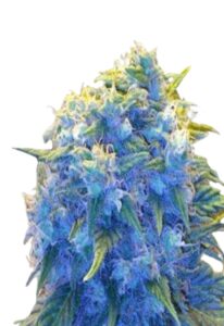 Blue Haze Feminized Marijuana Seeds