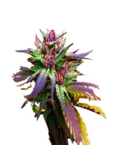 Blue Diesel Regular Marijuana Seeds