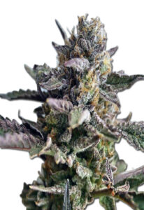 Blueberry Yum Yum Autoflower Marijuana Seeds