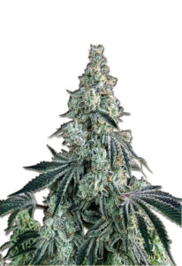 Bonkers Feminized Marijuana Seeds