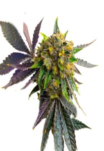 Bubba Kush Autoflower Marijuana Seeds