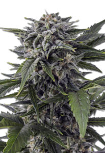 Bubba White Autoflowering Marijuana Seeds