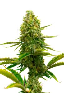 Bubblegum Autoflower Marijuana Seeds