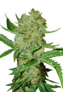 Bubblicious Autoflower Marijuana Seeds