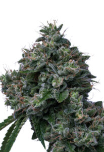 Butter OG Autoflower Marijuana Seeds