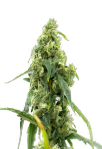 CBD Black Diesel Marijuana Seeds