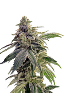 CBD Candyland Marijuana Seeds
