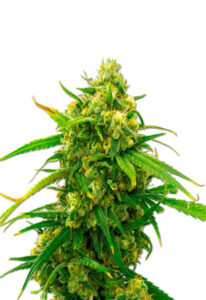 CBD Critical Mass Marijuana Seeds