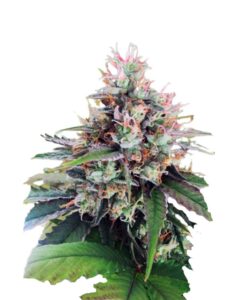 CBD God Regular Marijuana Seeds