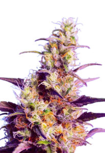 CBD Indica Fast Version Marijuana Seeds