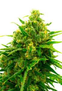 Auto CBD White Widow Marijuana Seeds