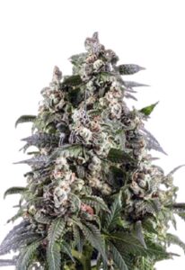 Cafe Racer Autoflower Marijuana Seeds