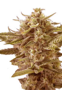 Cafe Racer Feminized Marijuana Seeds