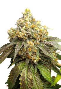 Cake Batter Feminized Marijuana Seeds
