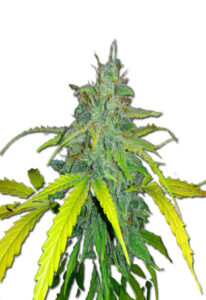 California Orange Autoflower Marijuana Seeds