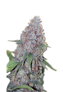 Candy Haze Feminized Marijuana Seeds