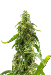 Candyland Peyote Feminized Marijuana Seeds